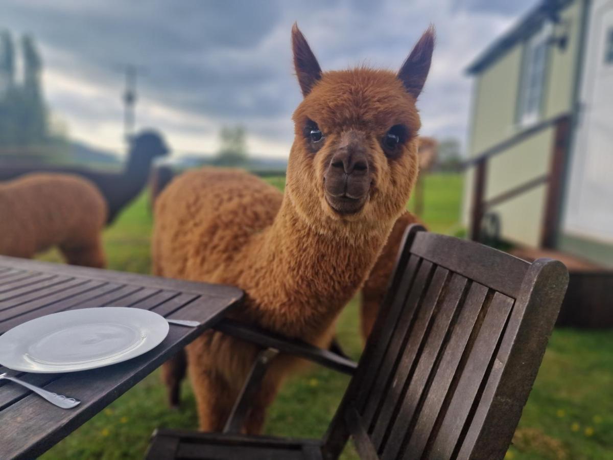 Cwtch Glamping Shepherds Huts Abergavenny Dış mekan fotoğraf